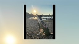 Thumbnail image for Meet Opry, Hingham Police Department's Service Dog!